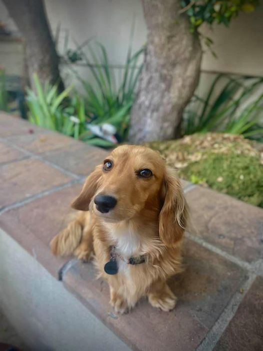 Rose The Incredible Dachshund